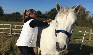 Tracey Coulson provides McTimoney manipulation for horses and dogs 