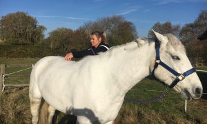 Tracey Coulson is a McTimoney Practitioner treating horses and dogs 